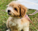 Maltipoo Puppies For Sale Florida Fur Babies